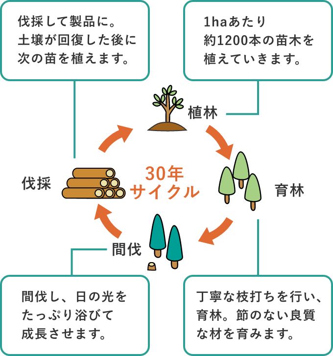 持続可能社会の実現に貢献する法正林施業