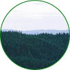 FSC<sup>®</sup>の森林管理認証(FM認証)