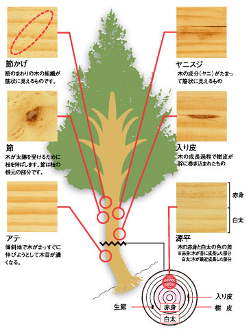 無垢 木目