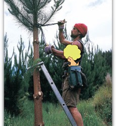 第4回　アフロハスキーウィと学ぶニュージーパインの歴史