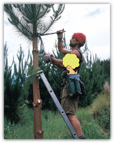 第4回　アフロハスキーウィと学ぶニュージーパインの歴史