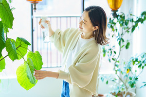 観葉植物に水やりをする女性