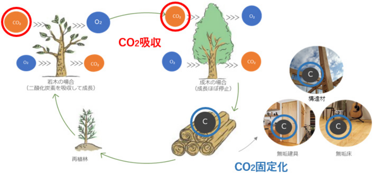 育成時にCO2を吸収、製品後はCO2の貯蔵庫に