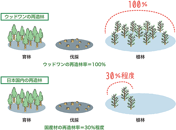 ウッドワンの森は再造林率100%の木材です