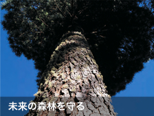 未来の森林を守る