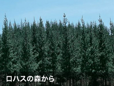 ロハスの森から