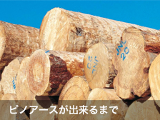 ピノアースが出来るまで